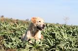GOLDEN RETRIEVER 195